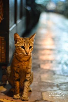 Maroc 2012 : Portfolio – Une histoire de chats