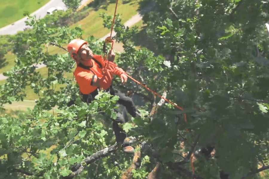 Move in trees