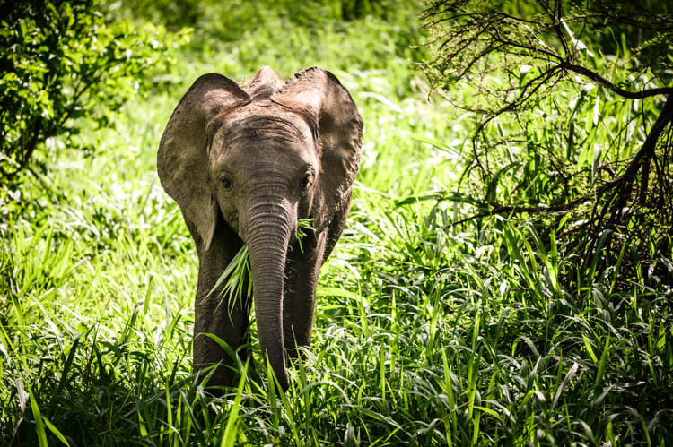 Éléphanteau en train de se nourrir dans le parc du Tarangire, Tanzanie. Format paysage.