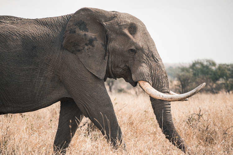 Eléphant marchant dans le Park Kruger, Afrique du Sud. Format paysage.