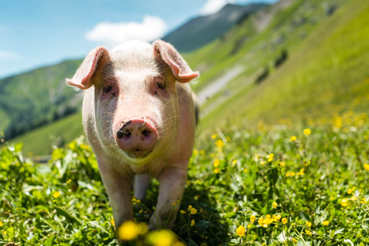 Cochon en promenade dans une ferme des Bauges, France. Format paysage.