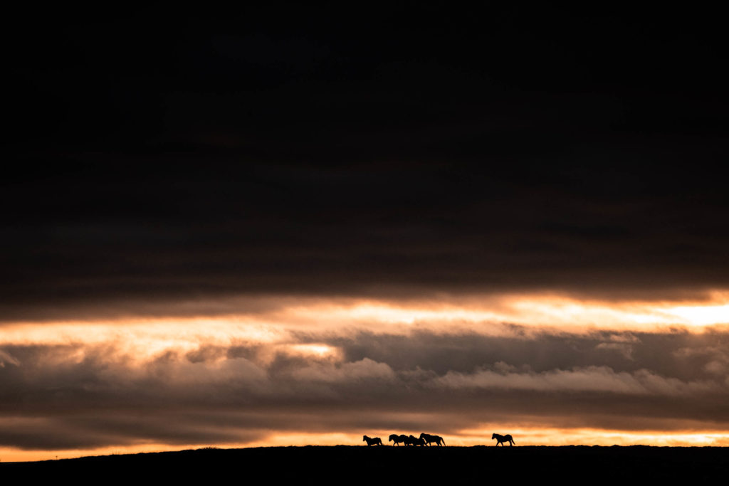 Groupe de chevaux islandais galopant sur une crête au lever du jour, Islande. format paysage.